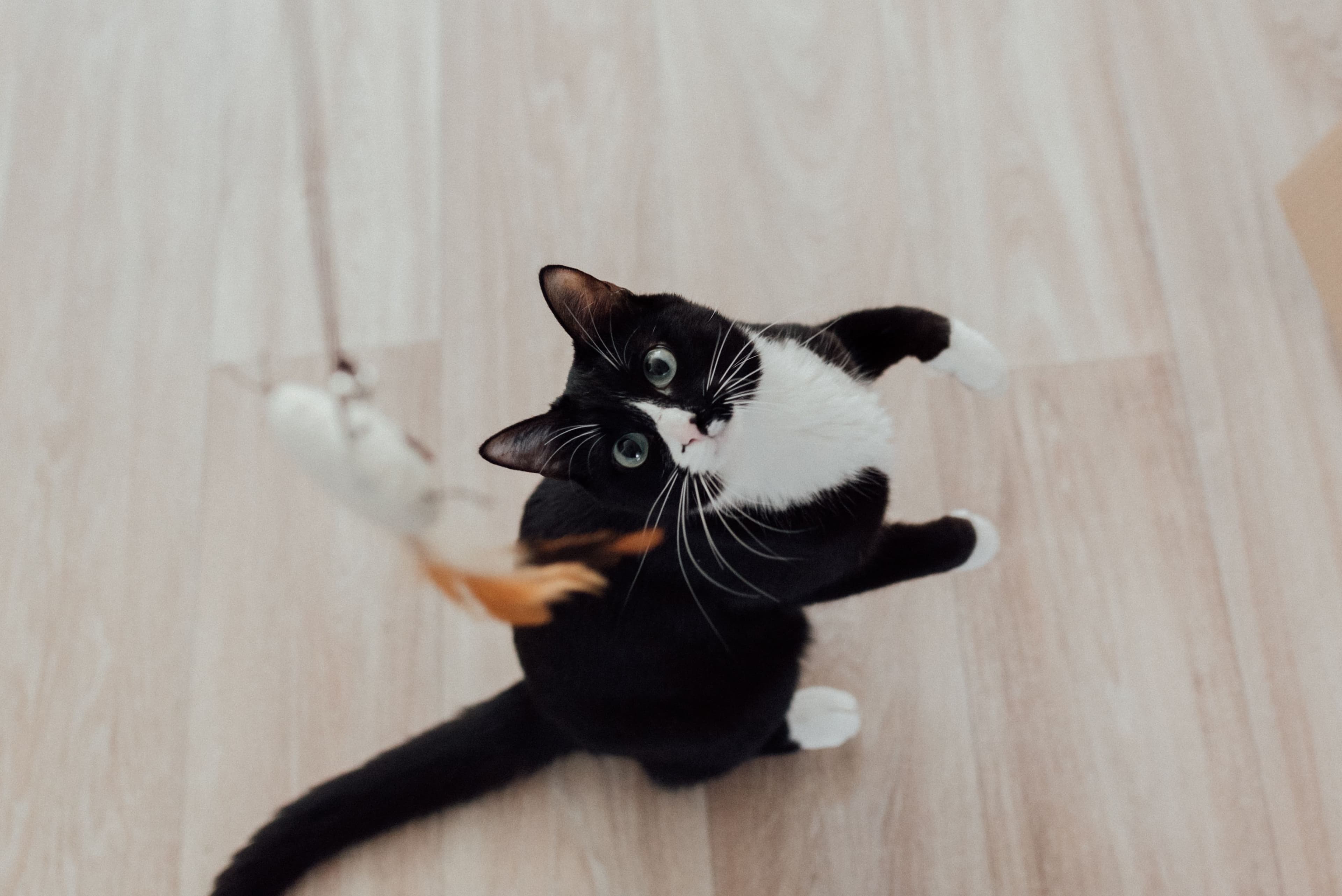 A cat reaching up to bat at a feather wand toy